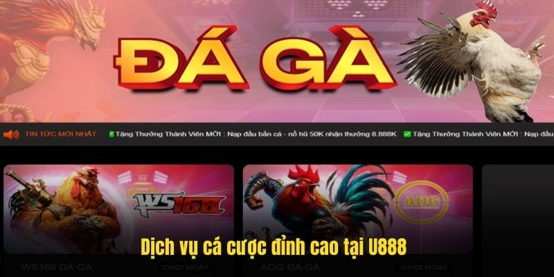 Những lỗi vi phạm phổ biến theo luật đá gà